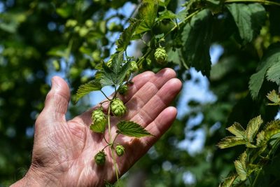Hops growing at a hop yard