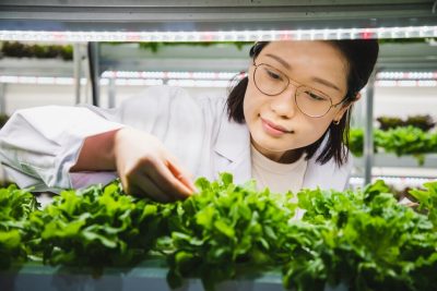 A food scientists examines lettuce