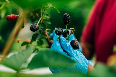 Blackberries