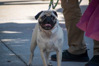 Dog at 2025 OktoberFST Alumni Tailgate