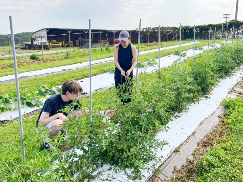 Two people work with plants in a garden