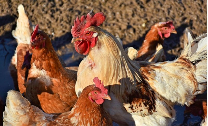 A flock of multicolored hens surround a rooster while outside.