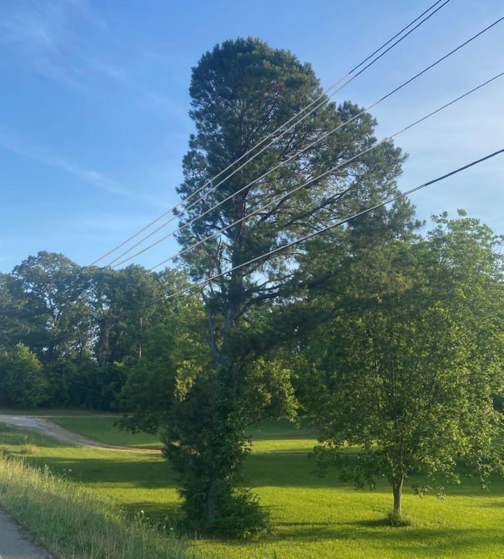 A tall pine tree has the entire left side of the crown removed so utility lines can pass by.