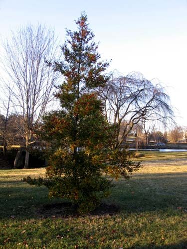 An American Holly tree in a grassy area