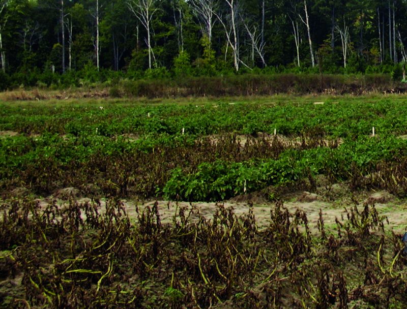 A commercial potato field in the Eastern Shore
