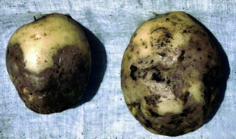 Photo of lesions on potato