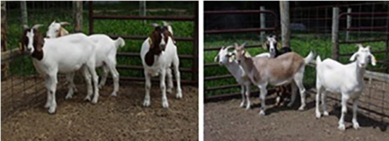 F1 Boer and Kiko sired kids from Spanish dams at Virginia State University.