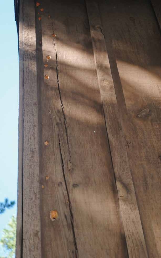 A photo of wooden siding on a storage structure that displays a series of small holes created by a woodpecker, arranged in a vertical line extending up the siding.