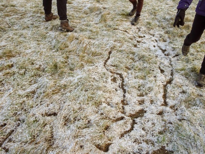 Irregular tracks on frost-covered grass.