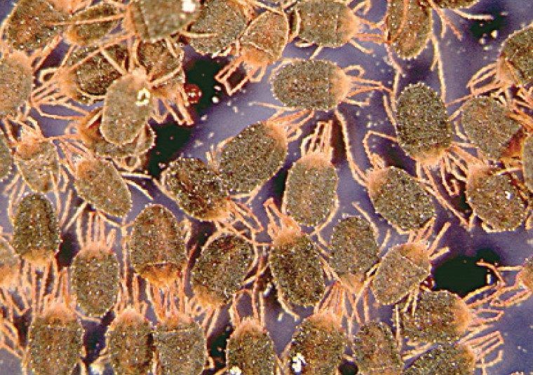 Clover mites 