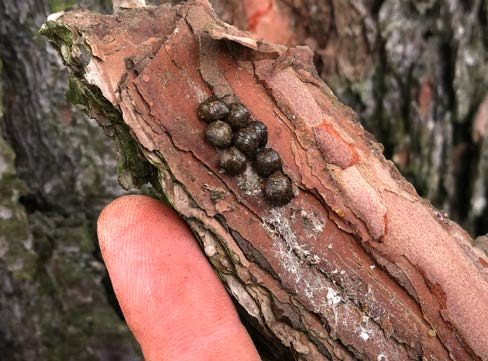 A person holding a piece of pine bark with an aggregation of eight brown adult kudzu bugs clustered together