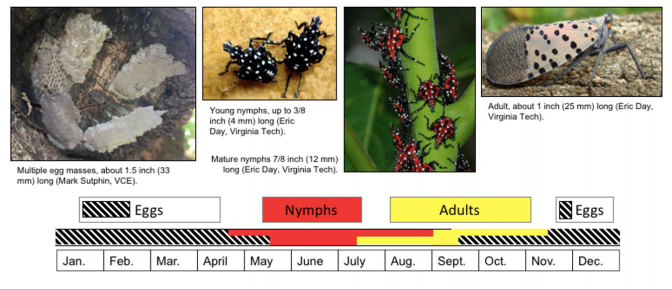 A timeline showing when the egg, nymphs, and adults of spotted lanternfly are present during the calendar year.