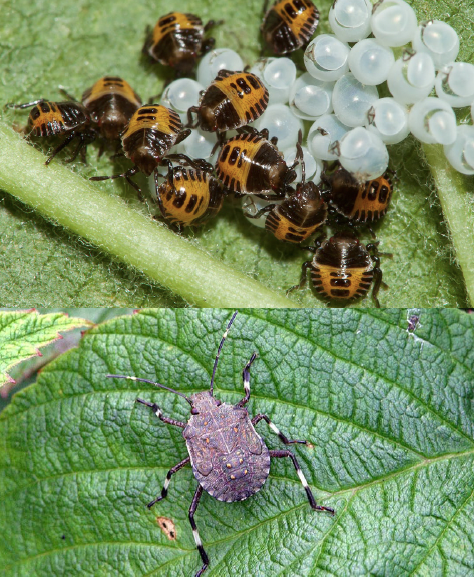 A stink bug immature laying on top of a vegetable leaf and A group of black and red immature stink bugs on a leaf right after emerging the eggs. The immatures are roaming around the sheds of the eggs