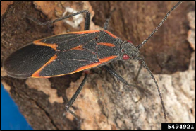 A true bug with long antennae and prominent eyes stands on a piece of wood.