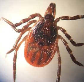 figure 1. Photo of a black-legged tick (Ixodes scapularis) on a neutral background, adult female specimen. Black legs, red scutum