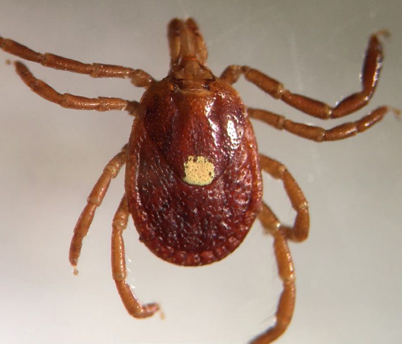 Figure 2. Photo of a Lone-Star tick (Amblyomma americanum) on a neutral background. Adult female specimen shown. Brown legs, distinctive white pigment spot on back.