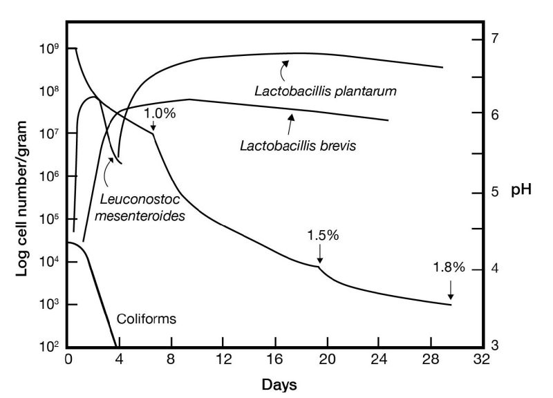 A chart showing the sequential growth of fermenting microorganism in sauerkraut.