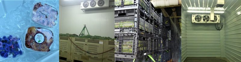 Figure 4. A series of 4 photos showing pre-cooling methods (from left to right): clamshells of harvested edible flowers placed on ice in a cooler; broccoli in large plastic bins being misted in a forced air cooler; stacked bins of sweet corn moving through a hydrocooler; and a small pre-cooled chamber.