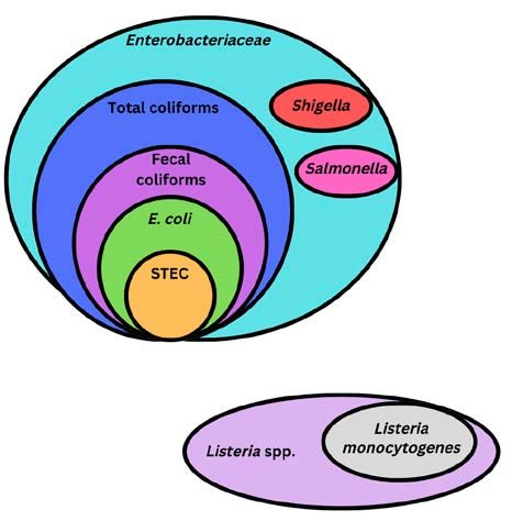 Venn diagram, with colored circles showing hierarchical order of microorganisms (pathogens and indicators)