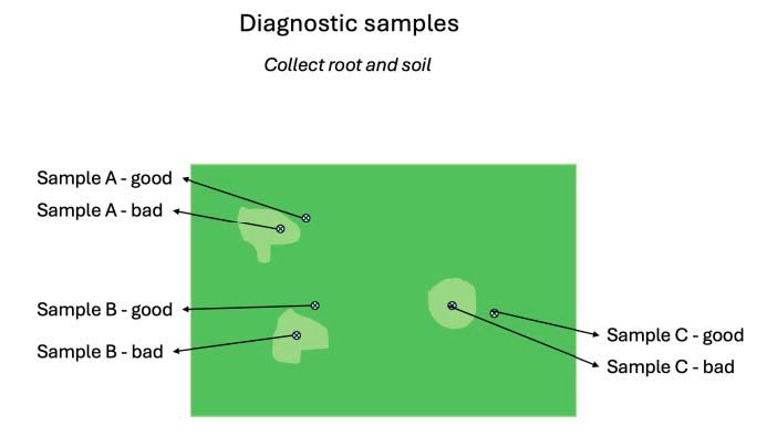 Figure 2. An aerial diagram of a field showing how to sample good and bad sections for a nematode assay.