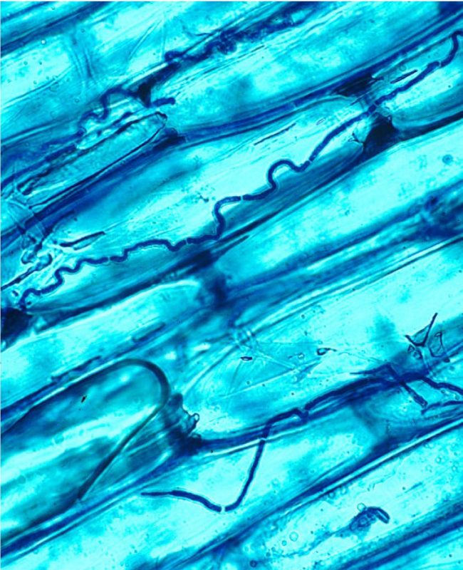 Fungal mycelia in tall fescue (blue stained lines indicated by the arrows) live between the cells of the fescue plant.