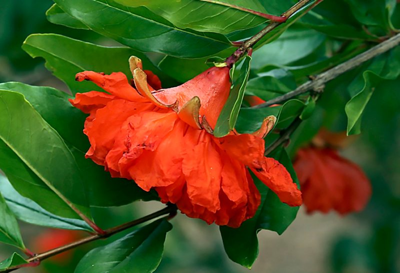 Close-up of bright red bell-shaped flower on pomegranate shrub.