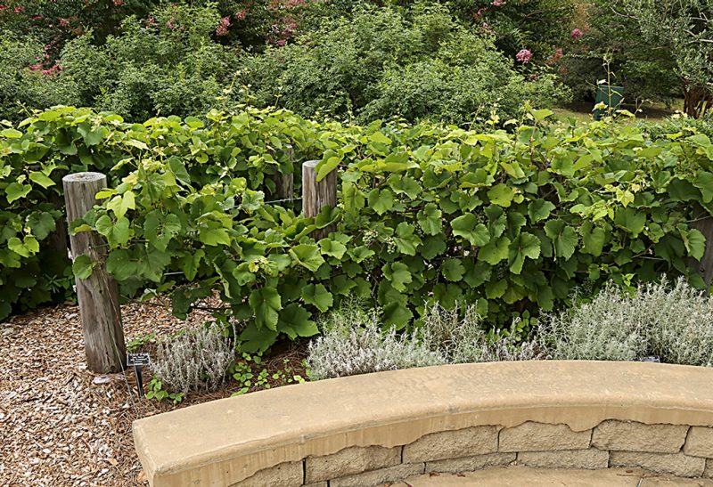 A grapevine growing in an arboretum-like setting with an attractive curved, low wall in the foreground.
