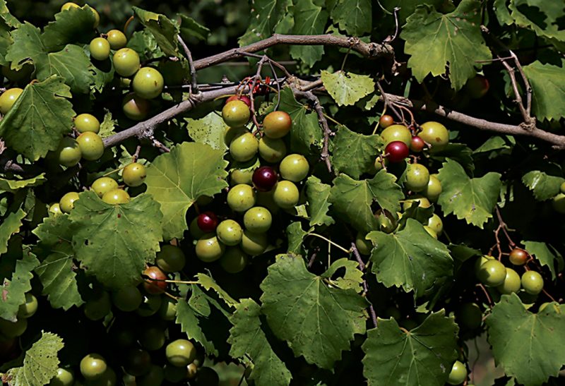 Close-up of several bunches of grapes on the vine, primarily still green but a few ripened to a deep purple.