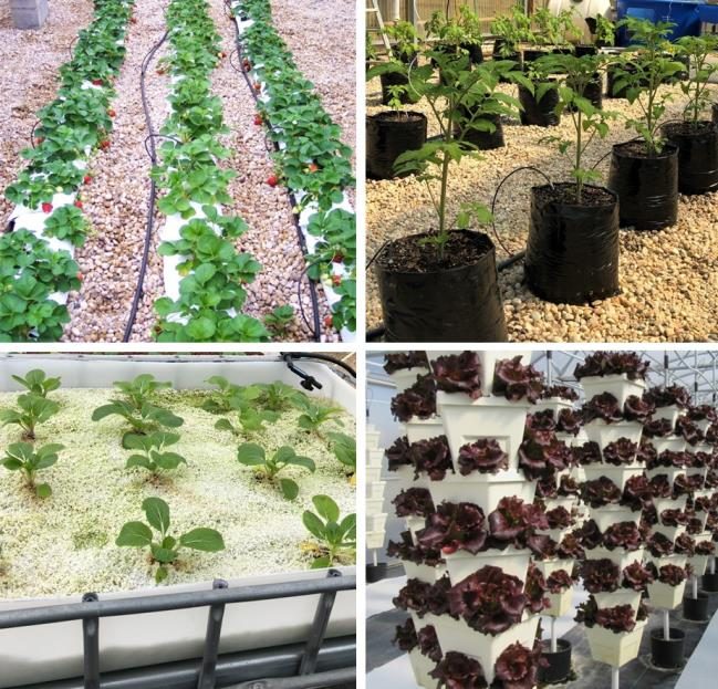 Figure 3. A series of images showing different media containers including strawberries (top left), tomatoes (top right), pak choy (bottom left), and reg leaf lettuce (bottom right).