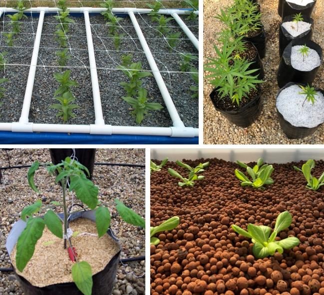 Figure 4. Set of images showing different kinds of substrate including expanded shale (top right), potting mix and perlite (top right), sawdust (bottom left), and expanded clay aggregates (bottom right).