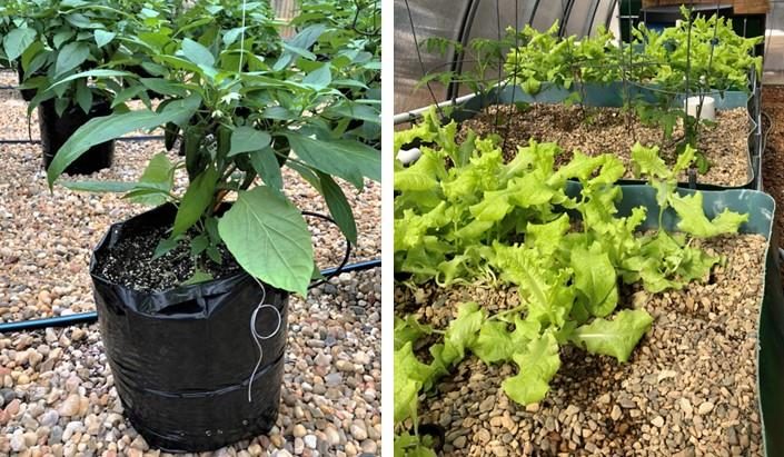 Figure 5. Pepper plant growing in a media-filled plastic bag (left), and lettuce plants growing in a large closed bin (right).