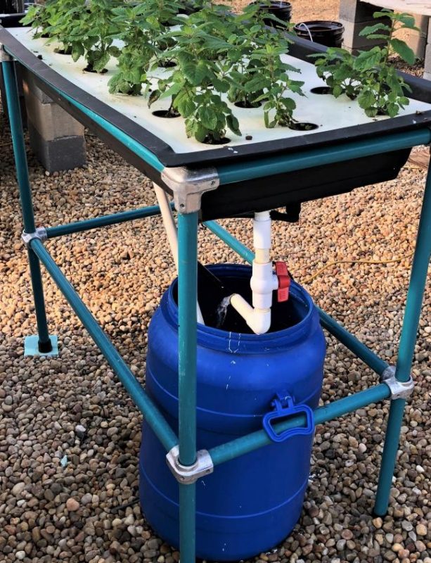 Figure 8. Table top media system growing herbs, which are fed with a recirculating nutrient solution using a feeding tube and siphon.