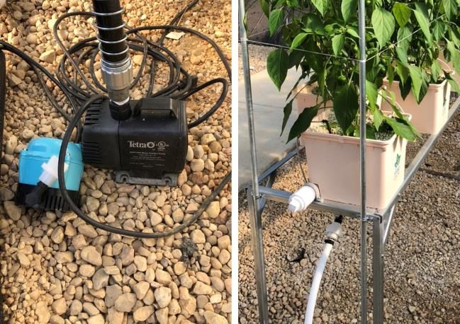 Figure 7. Submersible pump (left) and peppers in a substrate-filled container equipped with a supply tube (right).